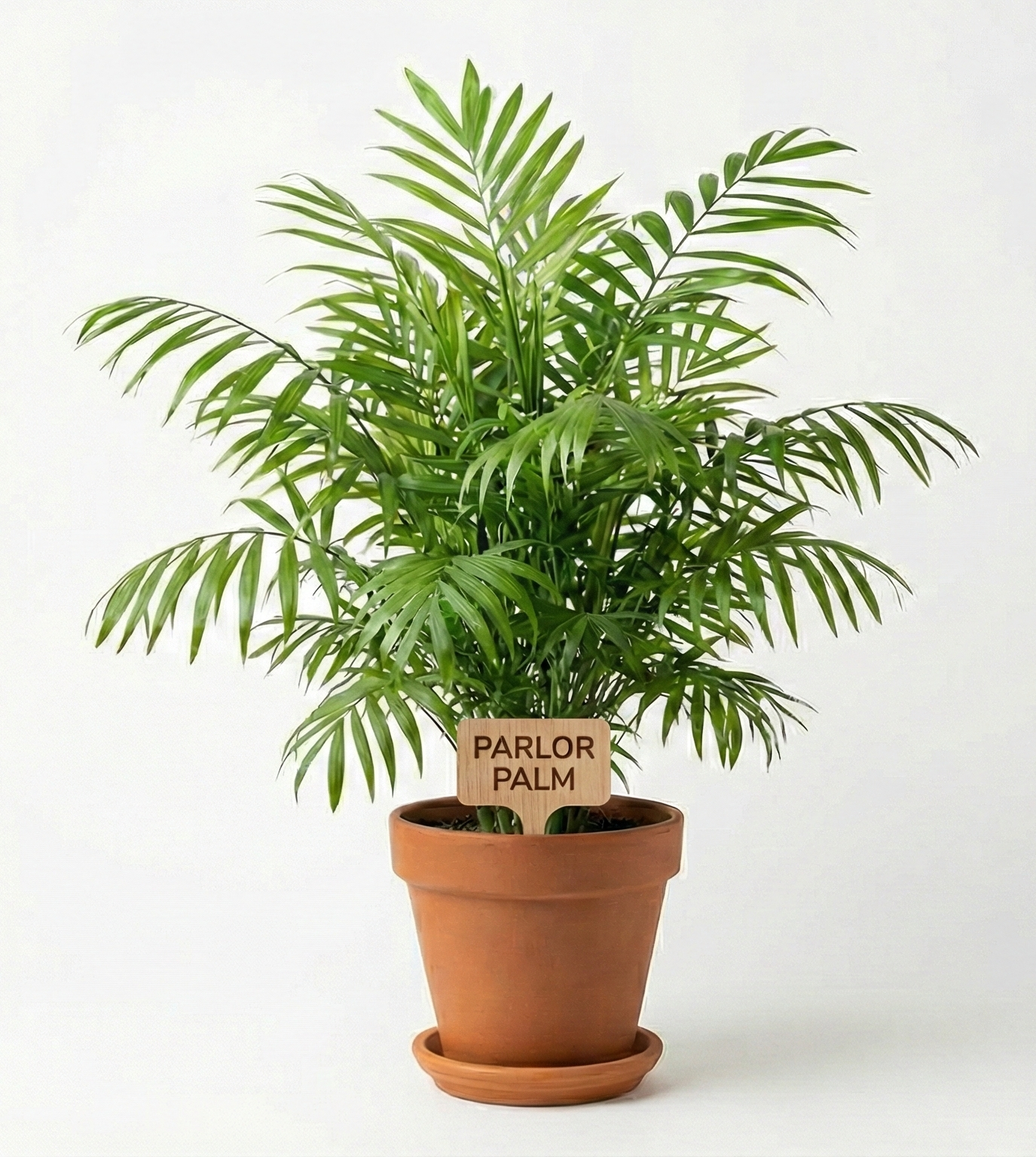 Parlor Palm